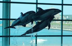 Dolphin show