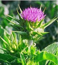 milk thistle