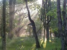 Geoffrey Mikol picture